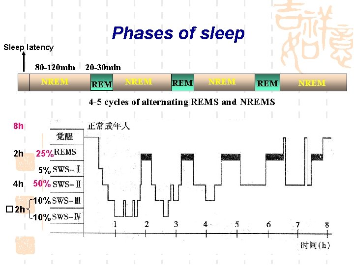 Phases of sleep Sleep latency 80 -120 min 20 -30 min NREM REM NREM Phases of sleep Sleep latency 80 -120 min 20 -30 min NREM REM NREM