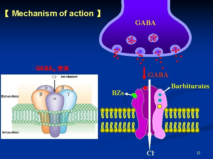 【 Mechanism of action 】 GABAA 受体 GABA Barbiturates BZs + + - Cl- 【 Mechanism of action 】 GABAA 受体 GABA Barbiturates BZs + + - Cl-
