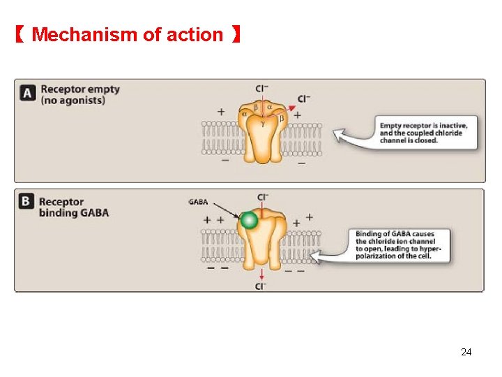【 Mechanism of action 】 24 【 Mechanism of action 】 24