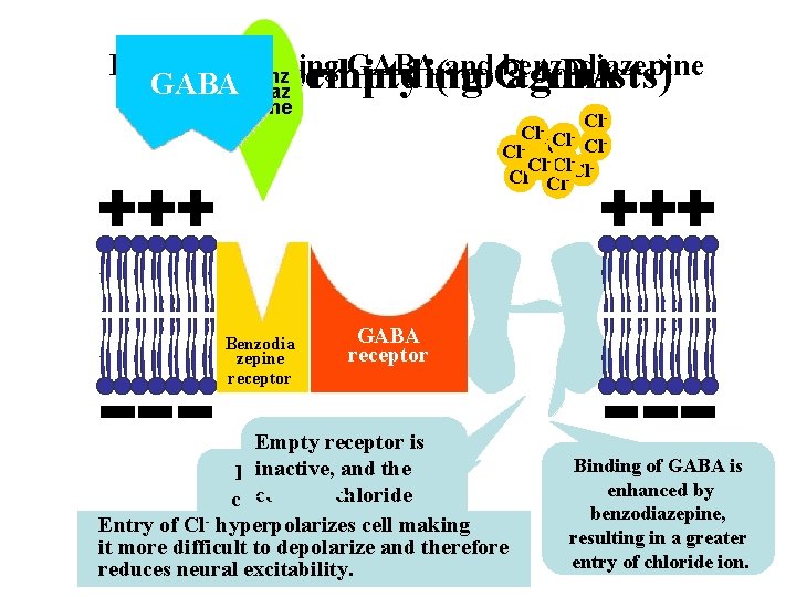 Receptor binding GABA(no and. GABA benzodiazepine Benz empty Receptor binding agonists) GABAodiaz epine Benzodia Receptor binding GABA(no and. GABA benzodiazepine Benz empty Receptor binding agonists) GABAodiaz epine Benzodia