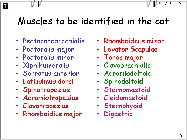 1/31/2022 Muscles to be identified in the cat • • • Pectoantebrachialis Pectoralis major