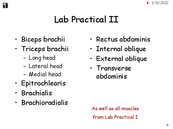 1/31/2022 Lab Practical II • Biceps brachii • Triceps brachii – Long head –