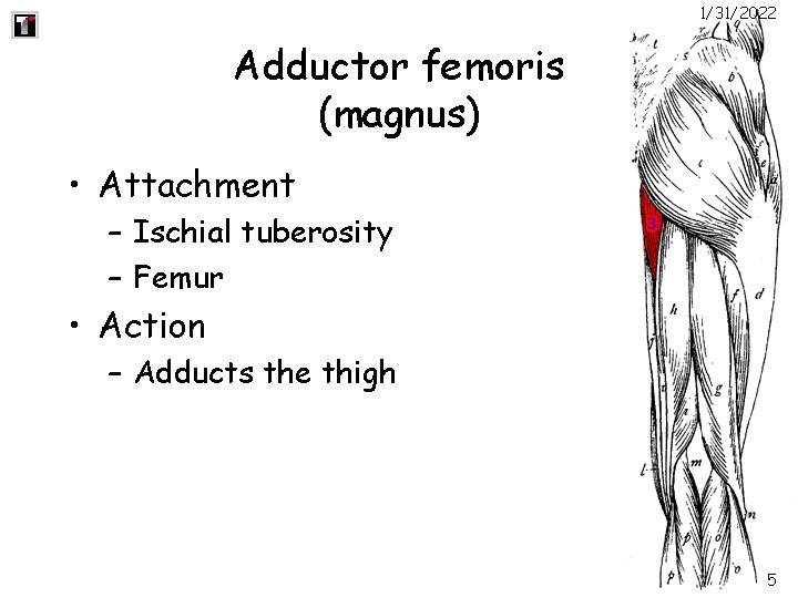 1/31/2022 Adductor femoris (magnus) • Attachment – Ischial tuberosity – Femur • Action –