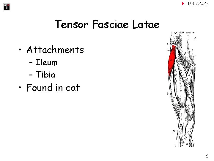 1/31/2022 Tensor Fasciae Latae • Attachments – Ileum – Tibia • Found in cat
