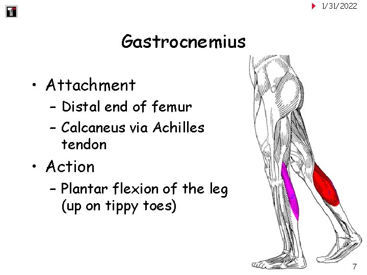 1/31/2022 Gastrocnemius • Attachment – Distal end of femur – Calcaneus via Achilles tendon