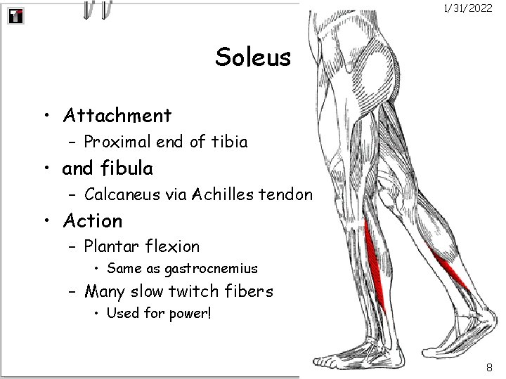 1/31/2022 Soleus • Attachment – Proximal end of tibia • and fibula – Calcaneus