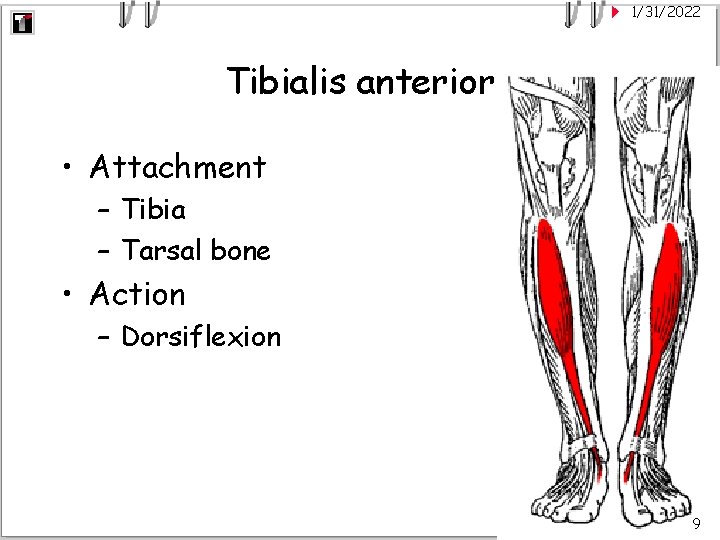 1/31/2022 Tibialis anterior • Attachment – Tibia – Tarsal bone • Action – Dorsiflexion