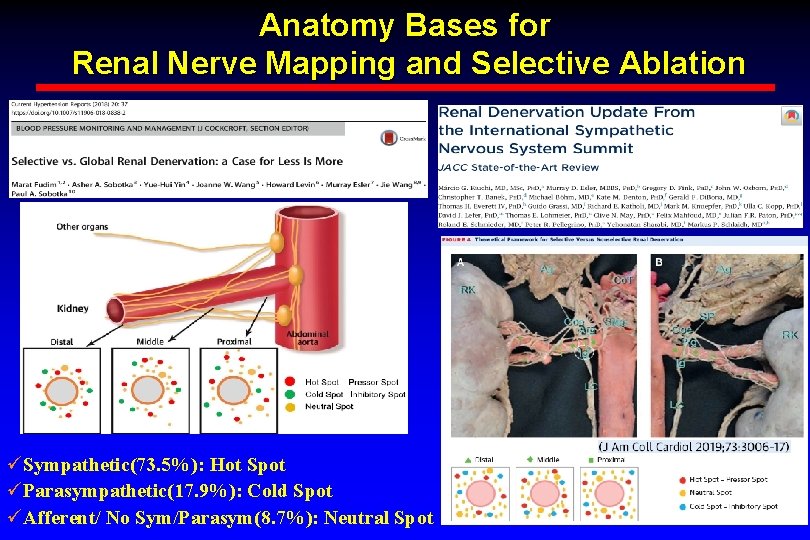 Anatomy Bases for Renal Nerve Mapping and Selective Ablation üSympathetic(73. 5%): Hot Spot üParasympathetic(17. Anatomy Bases for Renal Nerve Mapping and Selective Ablation üSympathetic(73. 5%): Hot Spot üParasympathetic(17.