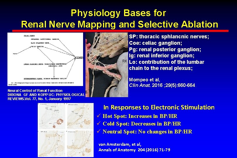Physiology Bases for Renal Nerve Mapping and Selective Ablation SP: thoracic sphlancnic nerves; Coe: Physiology Bases for Renal Nerve Mapping and Selective Ablation SP: thoracic sphlancnic nerves; Coe: