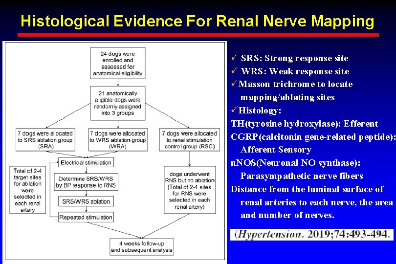 Histological Evidence For Renal Nerve Mapping ü SRS: Strong response site ü WRS: Weak Histological Evidence For Renal Nerve Mapping ü SRS: Strong response site ü WRS: Weak