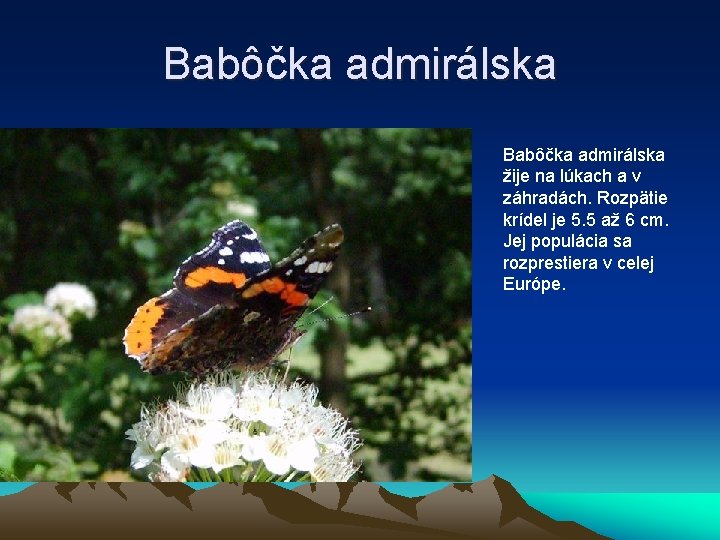 Babôčka admirálska žije na lúkach a v záhradách. Rozpätie krídel je 5. 5 až