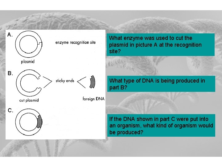 A. What enzyme was used to cut the plasmid in picture A at the