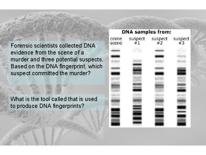 Forensic scientists collected DNA evidence from the scene of a murder and three potential
