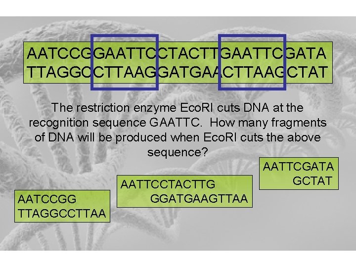 AATCCGGAATTCCTACTTGAATTCGATA TTAGGCCTTAAGGATGAACTTAAGCTAT The restriction enzyme Eco. RI cuts DNA at the recognition sequence GAATTC.