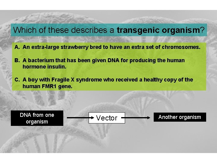 Which of these describes a transgenic organism? A. An extra-large strawberry bred to have