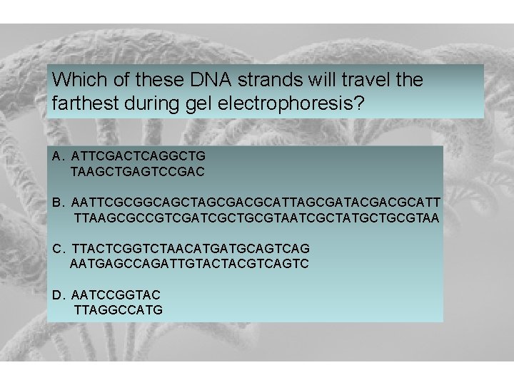 Which of these DNA strands will travel the farthest during gel electrophoresis? A. ATTCGACTCAGGCTG