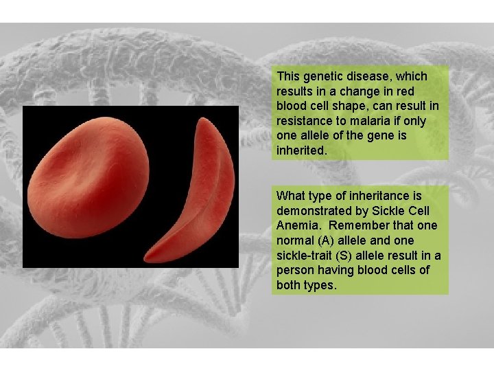 This genetic disease, which results in a change in red blood cell shape, can