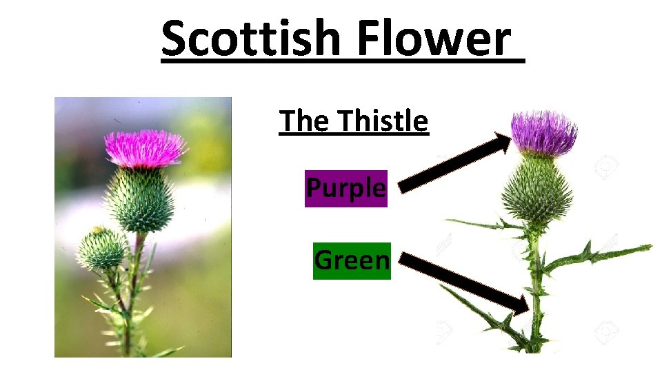 Scottish Flower The Thistle Purple Green 