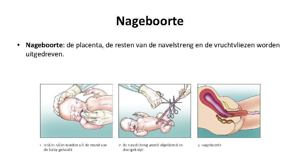 Nageboorte • Nageboorte: de placenta, de resten van de navelstreng en de vruchtvliezen worden