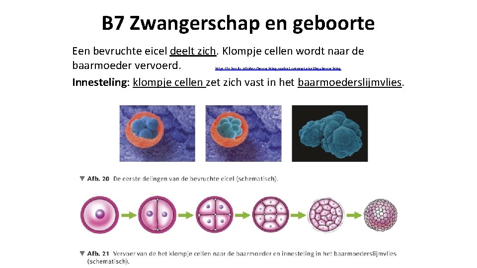 B 7 Zwangerschap en geboorte Een bevruchte eicel deelt zich. Klompje cellen wordt naar