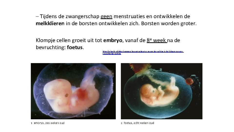 – Tijdens de zwangerschap geen menstruaties en ontwikkelen de melkklieren in de borsten ontwikkelen