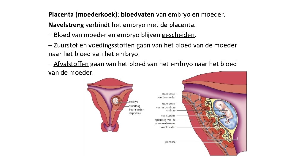 Placenta (moederkoek): bloedvaten van embryo en moeder. Navelstreng verbindt het embryo met de placenta.