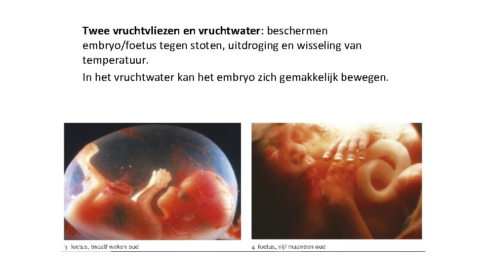 Twee vruchtvliezen en vruchtwater: beschermen embryo/foetus tegen stoten, uitdroging en wisseling van temperatuur. In