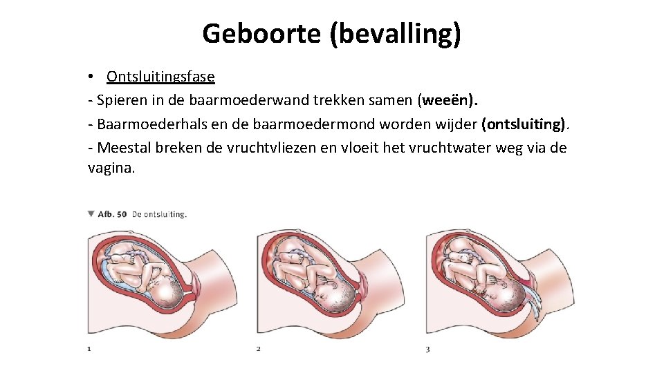 Geboorte (bevalling) • Ontsluitingsfase - Spieren in de baarmoederwand trekken samen (weeën). - Baarmoederhals