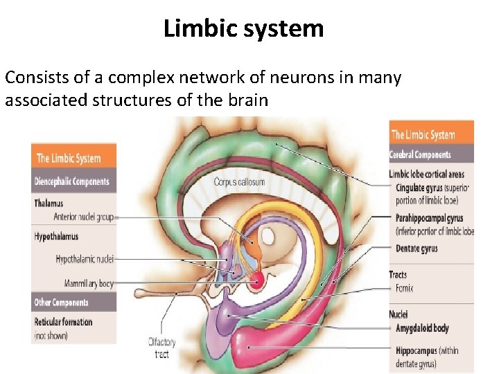 Limbic system Consists of a complex network of neurons in many associated structures of