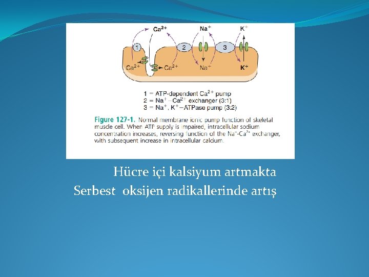 Hücre içi kalsiyum artmakta Serbest oksijen radikallerinde artış 