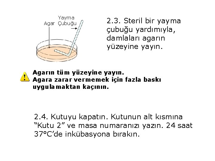 Yayma Agar Çubuğu 2. 3. Steril bir yayma çubuğu yardımıyla, damlaları agarın yüzeyine yayın.