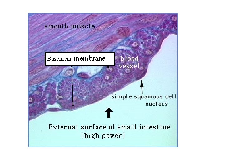 Basement membrane 
