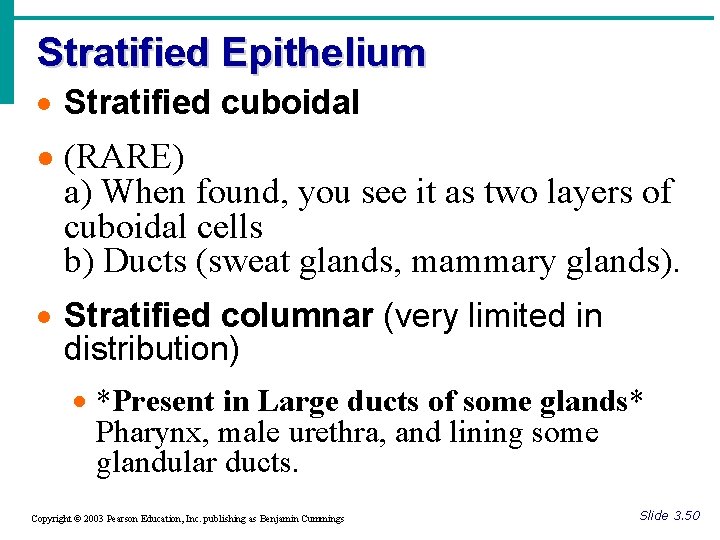 Stratified Epithelium · Stratified cuboidal · (RARE) a) When found, you see it as