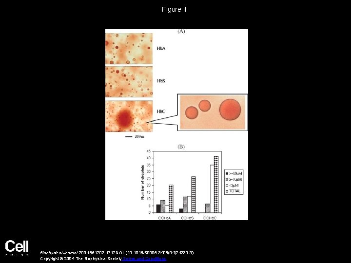 Figure 1 Biophysical Journal 2004 861702 -1712 DOI: (10. 1016/S 0006 -3495(04)74239 -3) Copyright