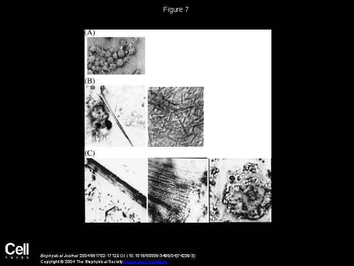 Figure 7 Biophysical Journal 2004 861702 -1712 DOI: (10. 1016/S 0006 -3495(04)74239 -3) Copyright