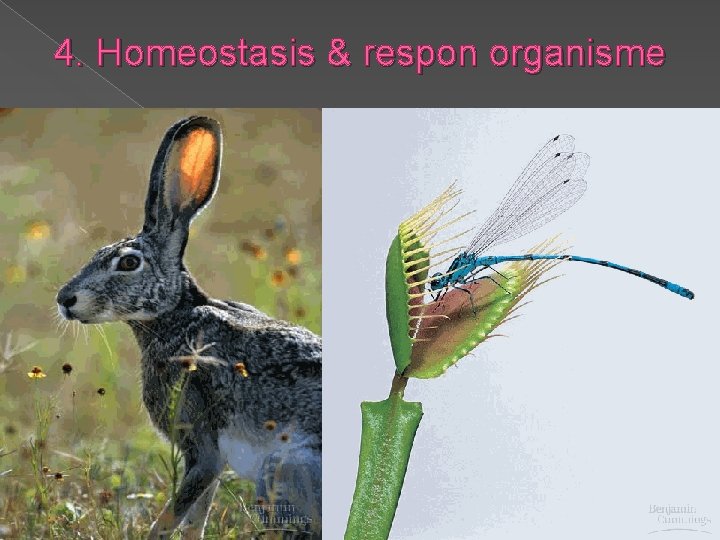 4. Homeostasis & respon organisme 