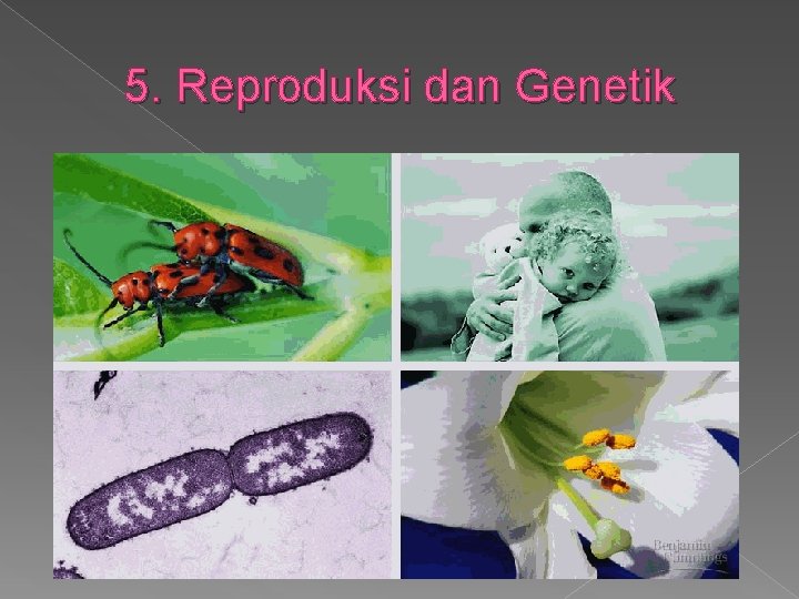 5. Reproduksi dan Genetik 