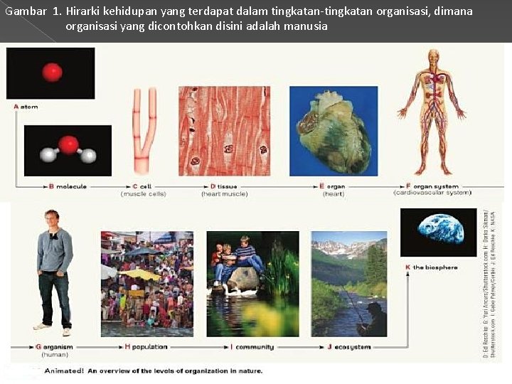 Gambar 1. Hirarki kehidupan yang terdapat dalam tingkatan-tingkatan organisasi, dimana organisasi yang dicontohkan disini