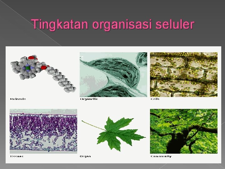 Tingkatan organisasi seluler 