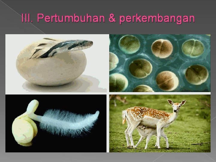 III. Pertumbuhan & perkembangan 