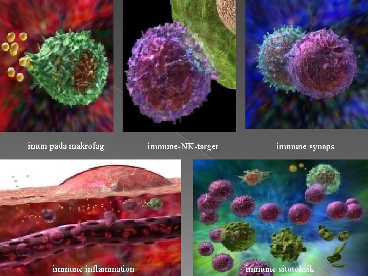 imun pada makrofag immune inflammation immune-NK-target immune synaps immune sitotoksik 