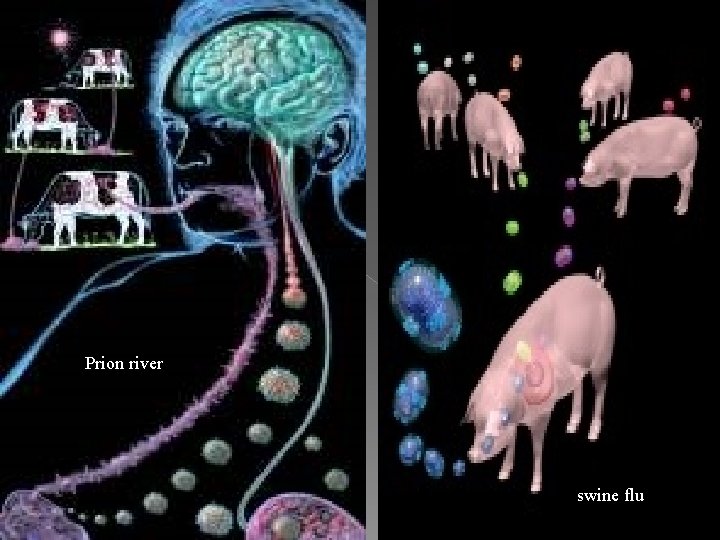 Prion river swine flu 