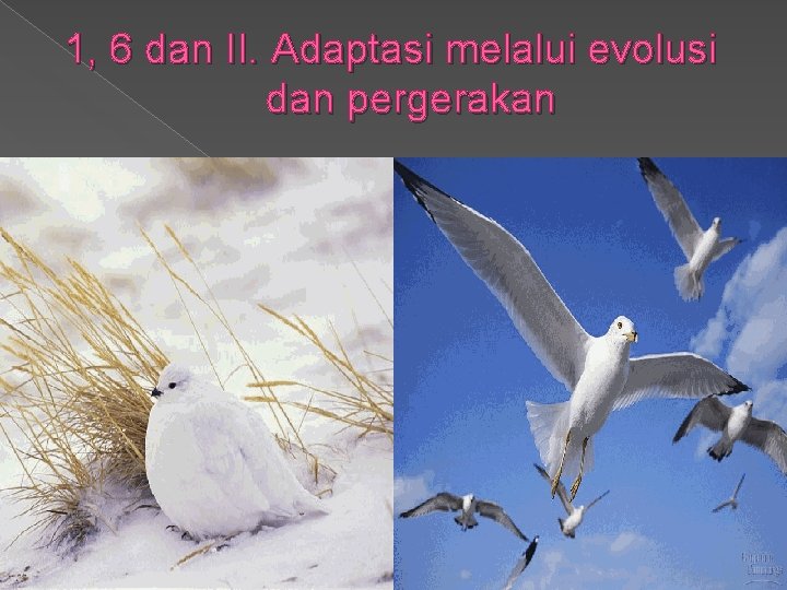 1, 6 dan II. Adaptasi melalui evolusi dan pergerakan 