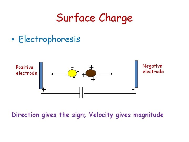 Surface Charge • Electrophoresis - Pozitive electrode + -+ Negative electrode + + -