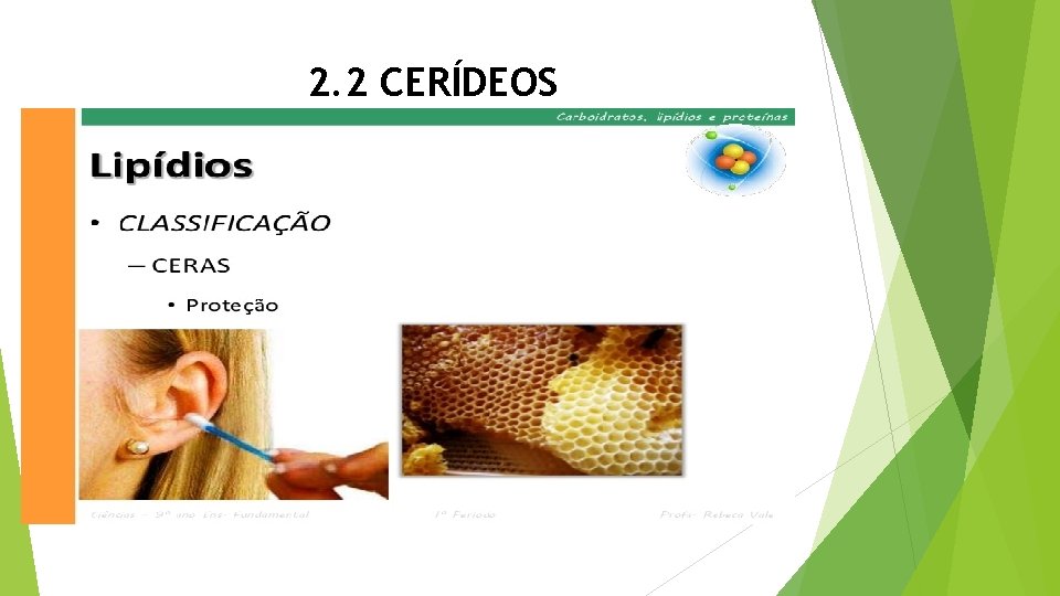 2. 2 CERÍDEOS 