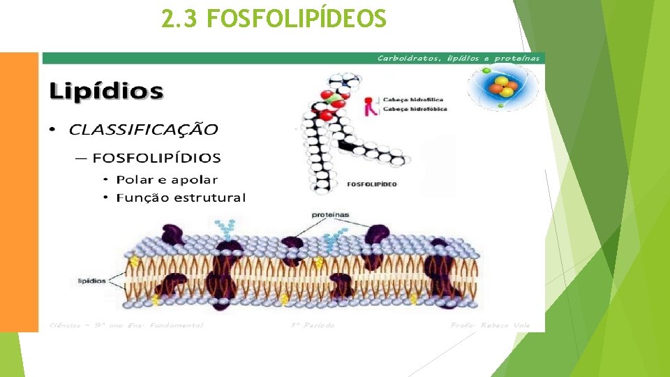 2. 3 FOSFOLIPÍDEOS 