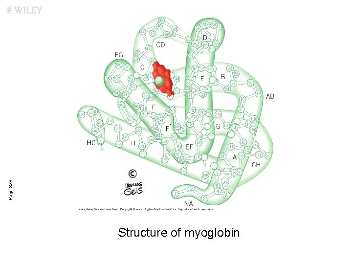 Page 328 Structure of myoglobin 