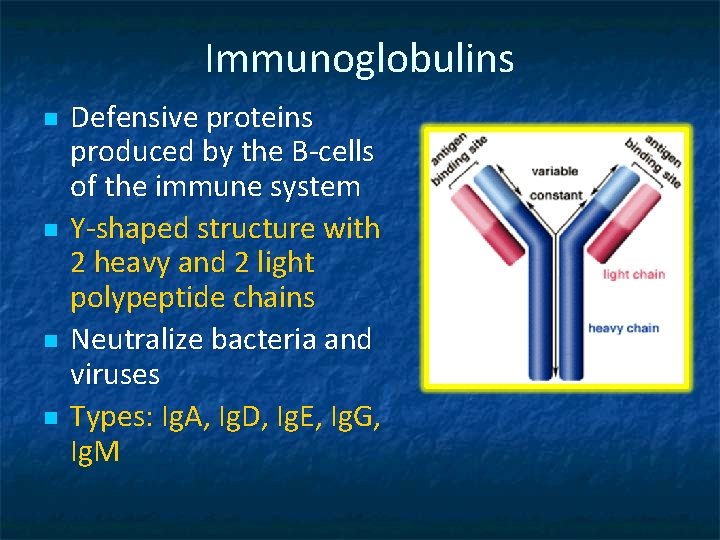 Immunoglobulins n n Defensive proteins produced by the B-cells of the immune system Y-shaped