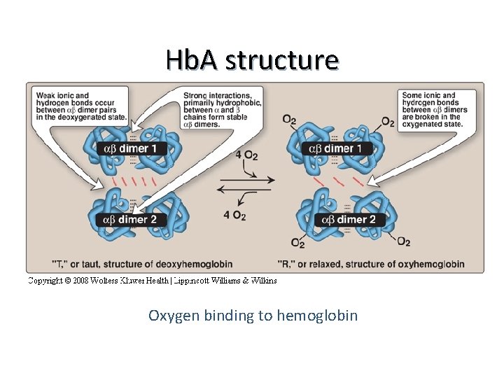 Hb. A structure Oxygen binding to hemoglobin 
