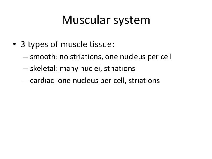 Muscular system • 3 types of muscle tissue: – smooth: no striations, one nucleus